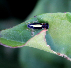 Diedrocephala variegata