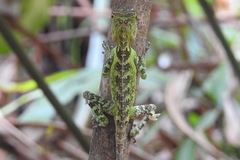 Gonocephalus liogaster