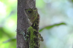 Gonocephalus liogaster