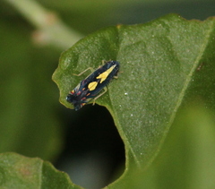 Diedrocephala variegata