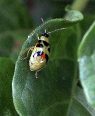 Cerotoma ruficollis