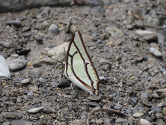 Polyura narcaea meghaduta