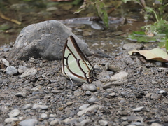 Polyura narcaea meghaduta