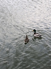 Anas platyrhynchos