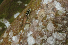 Dasia vittata