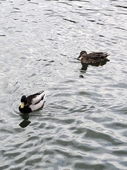 Anas platyrhynchos
