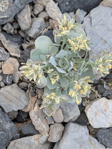Chambers' twinpod (Physaria chambersii)