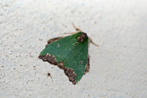 Rosema dolorosa
