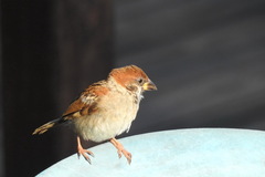 Gonocephalus liogaster