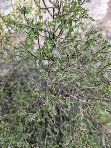 Spiny Greasebush (Glossopetalon spinescens)