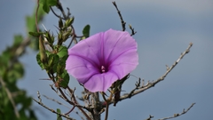 Ipomoea ficifolia