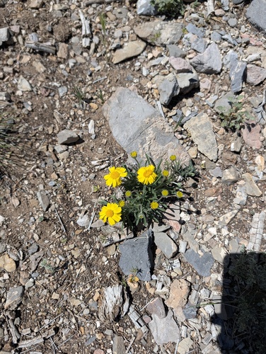 Stemless Four-nerved Daisy (Tetraneuris acaulis)