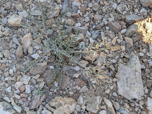 Hairy Minthorn's Milkvetch (Astragalus minthorniae)