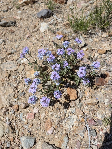 southwestern mock vervain (Glandularia gooddingii)