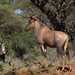 Common Tsessebe - Photo (c) Gawie Malan, some rights reserved (CC BY-NC), uploaded by Gawie Malan