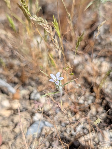 spreading woollystar (Eriastrum diffusum)