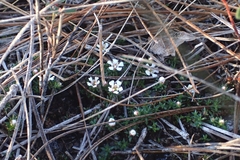 Pyxidanthera barbulata