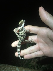 Cyrtodactylus angularis