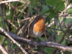 Erithacus rubecula
