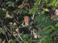 Erithacus rubecula