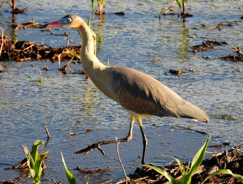 Whistling Heron