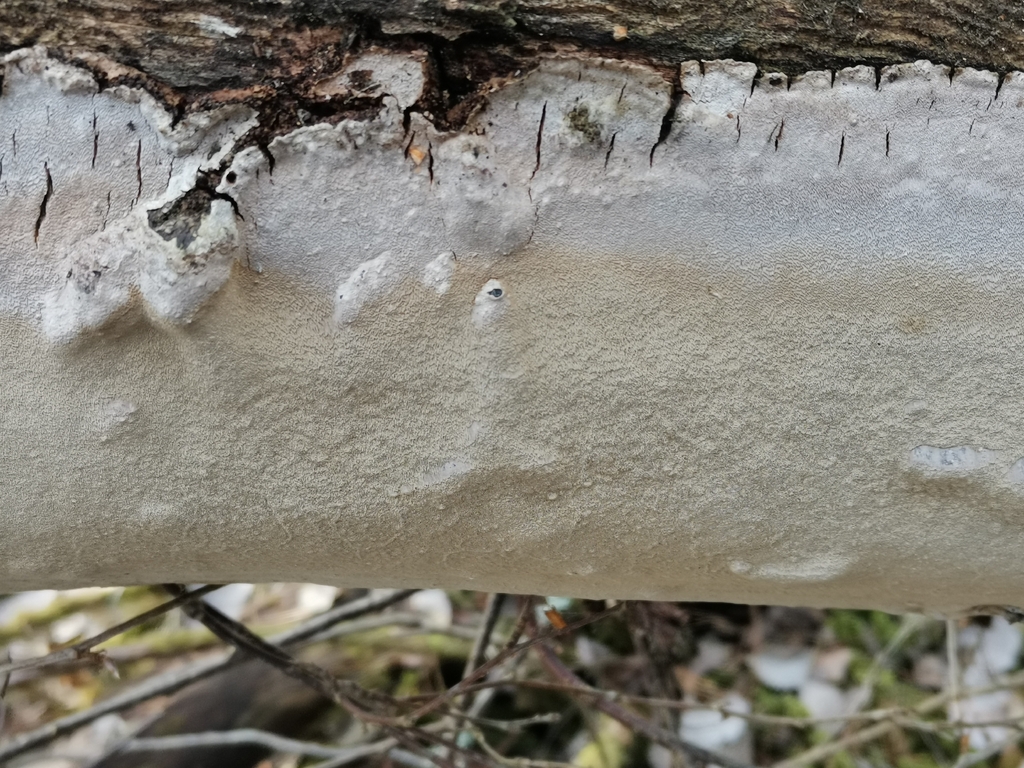 Phellinus laevigatus