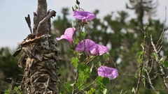 Ipomoea ficifolia