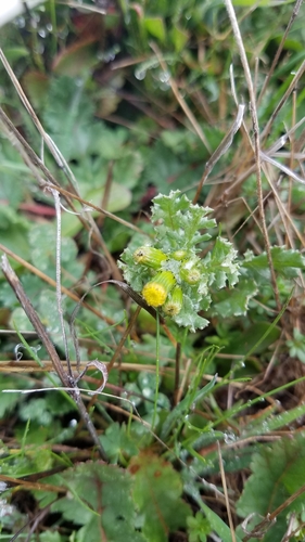 iNaturalist observation photo of common groundsel