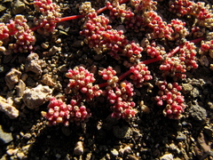 Trianthema parvifolia