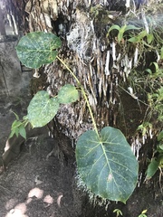 Ficus nymphaeifolia image