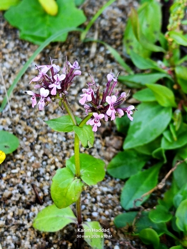 African valerian (Fedia graciliflora)