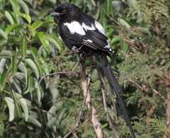 Lanius melanoleucus