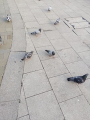 Columba livia domestica