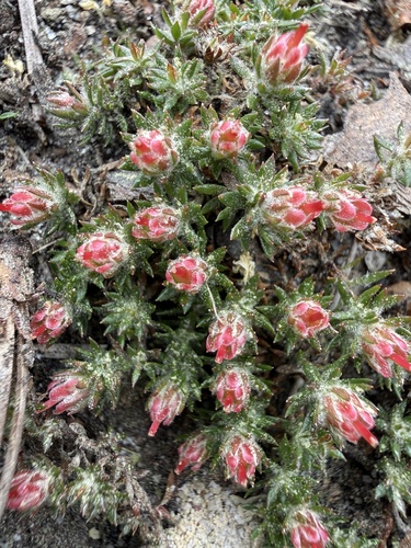 Sandhill Pyxiemoss (Pyxidanthera brevifolia)