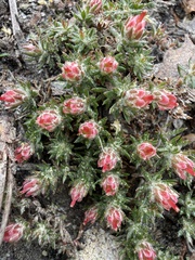 Pyxidanthera brevifolia, photograph (c) Brandon Corder, some rights reserved (CC BY)