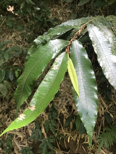 Parinari chocoensis