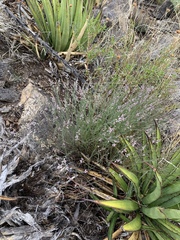 Thamnosma texana