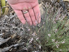 Thamnosma texana