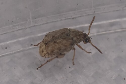 Bean Weevil photo 3