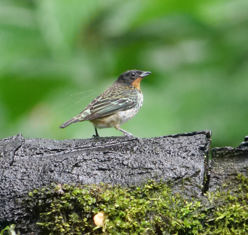 Rufous-throated Tanager (Ixothraupis rufigula), photo 9