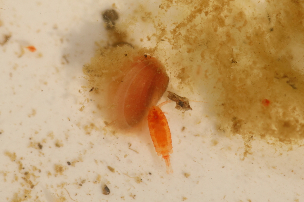 Cyzicus tetracerus