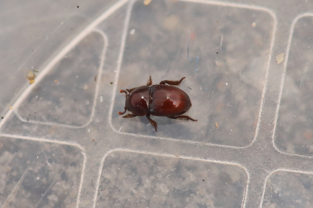 Thorictus grandicollis