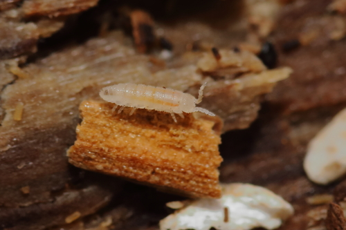 Stenoniscus pleonalis
