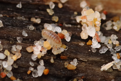Buchnerillo litoralis