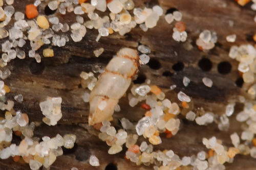 Truncatella subcylindrica