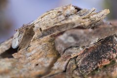 Nysius senecionis