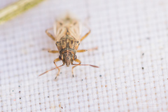 Nysius senecionis