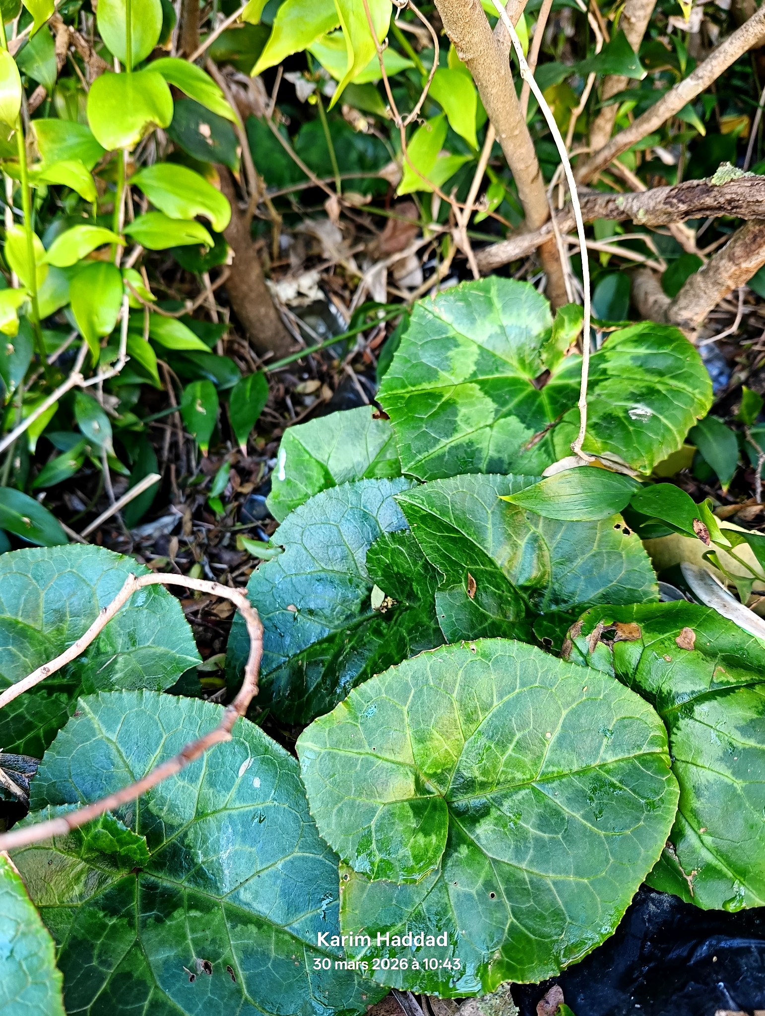 Cyclamen Africanum (Cyclamen africanum)