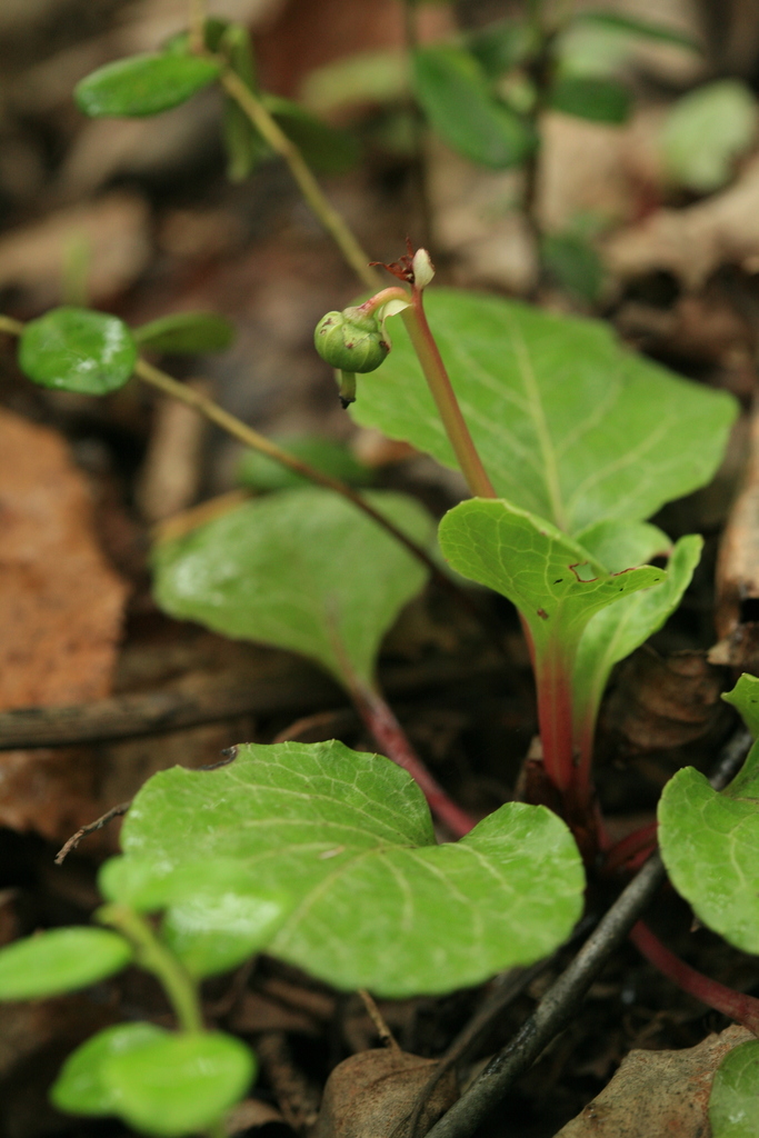 Pyrola faurieana