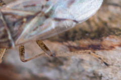 Nysius senecionis